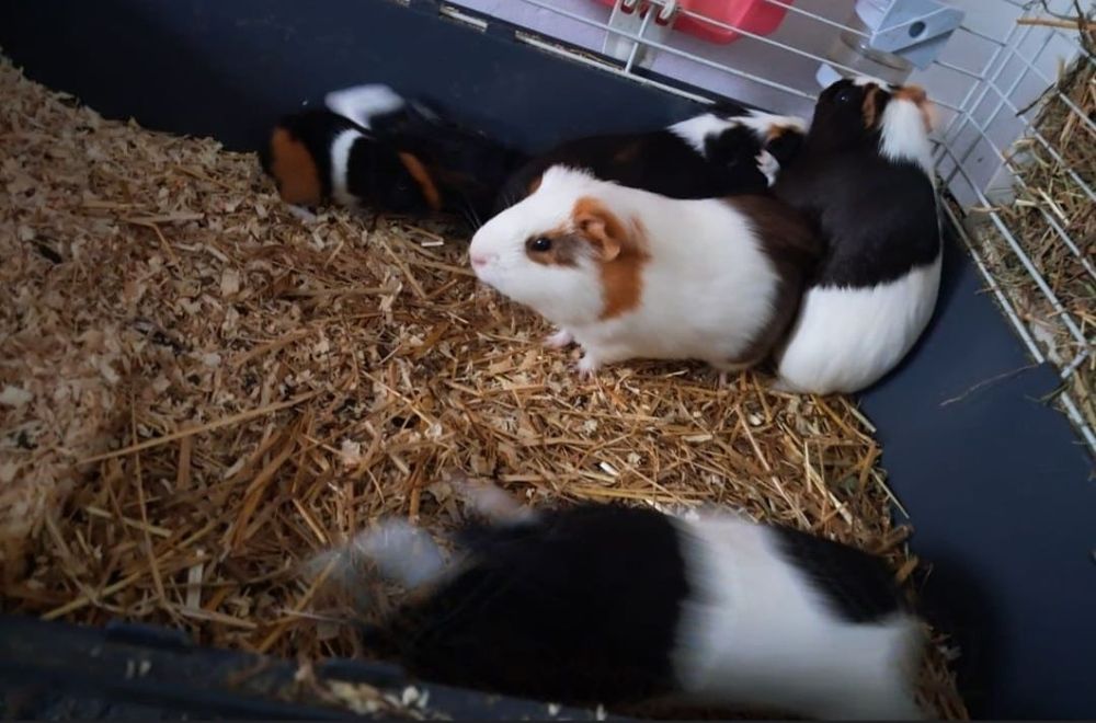 Porcușori de Guineea