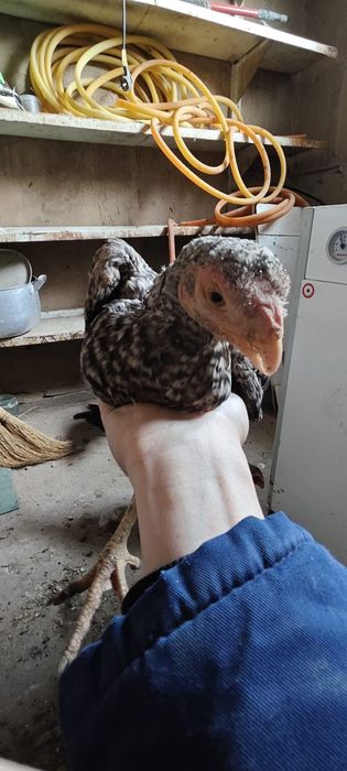 Хан Азиль чистокровные