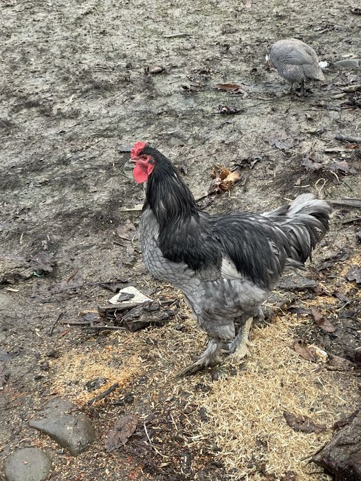 Cocoș Brahma de vanzare