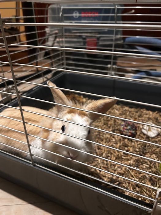 Декоративно зайче с клетка