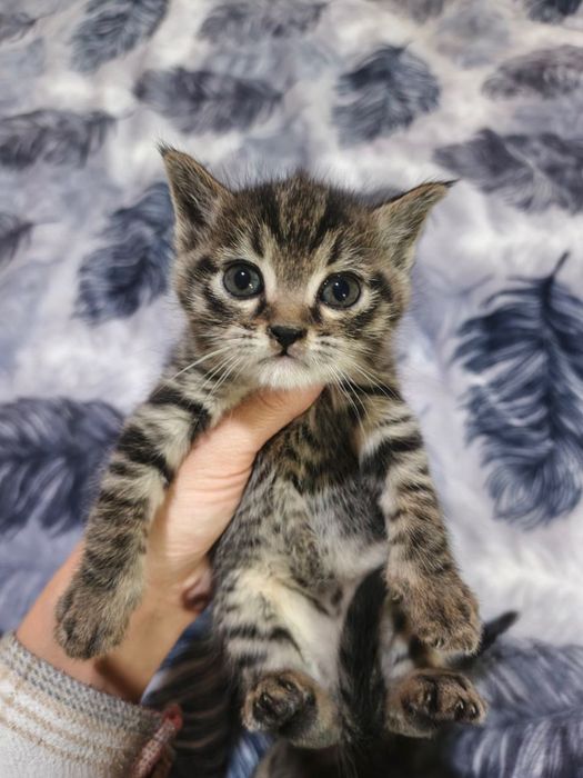 Котята, домашние мальчик и девочки