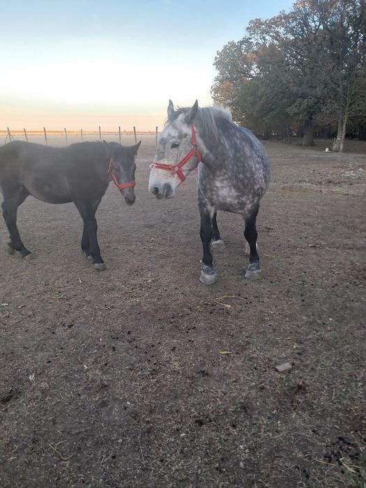 Iapă cu manz 4/5ani ,gestanta.