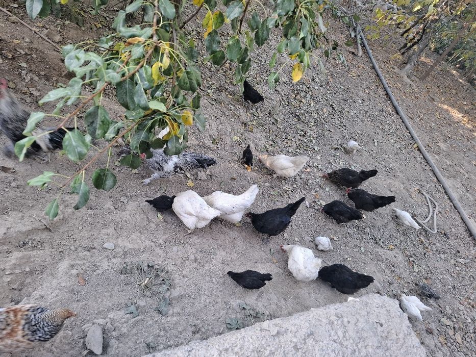 Tovuq va jo‘jala sotiladi 10 ta tovug 18 joja 2 xo‘roz