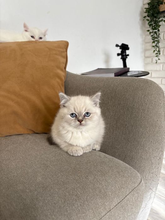 Pisoi Scottish fold si Scottish Straight