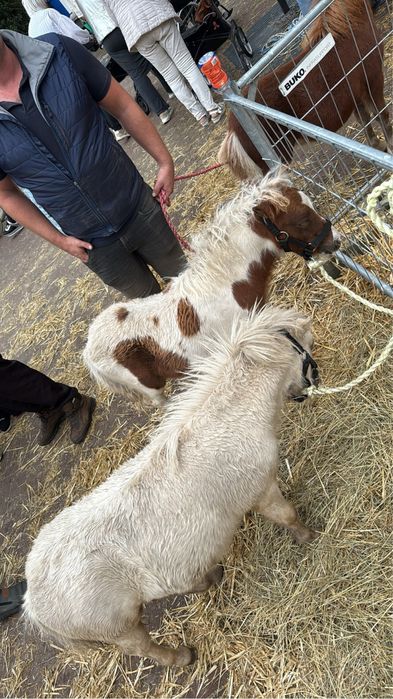 Vand pui manz mini ponei in varsta de 6 luni mini shetland