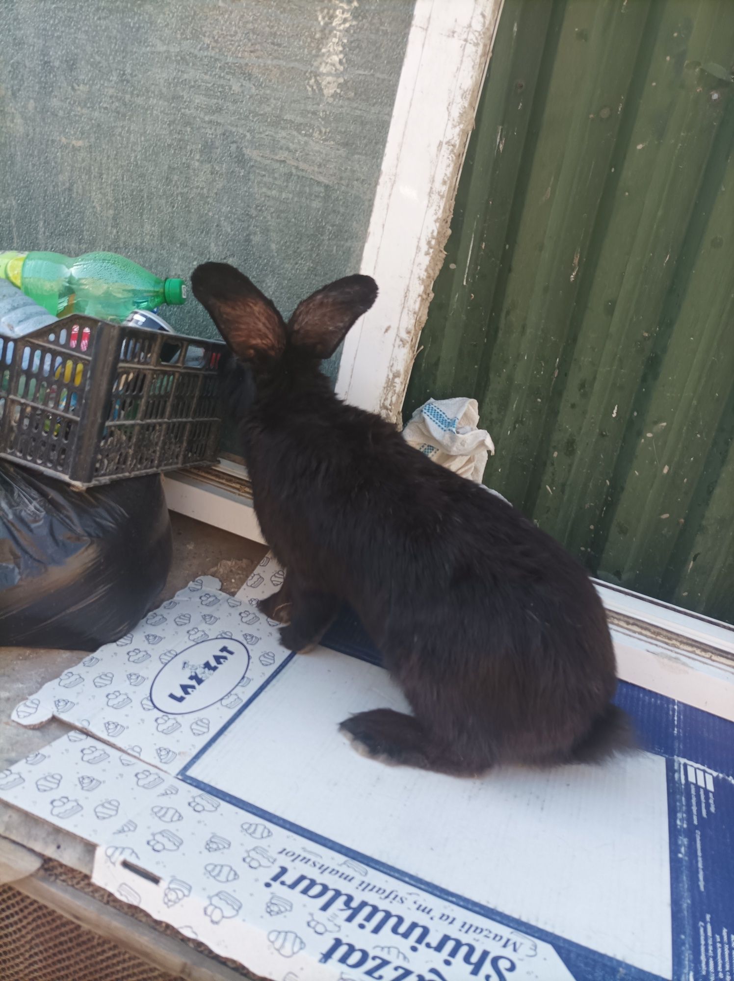 Tozza strakach erkag sotiladi 6 kilo 8 oylik