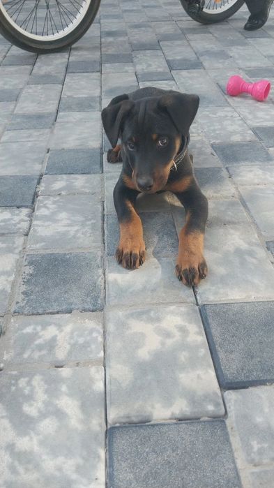 Щенок добермана двух месячный