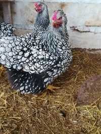 Oua găini Wyandot argintiu