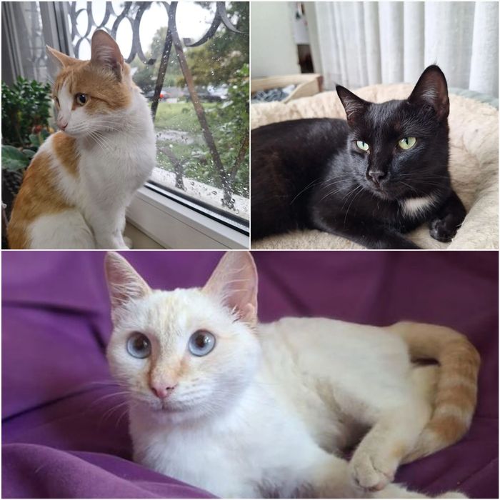 Отдам кастрированных котиков