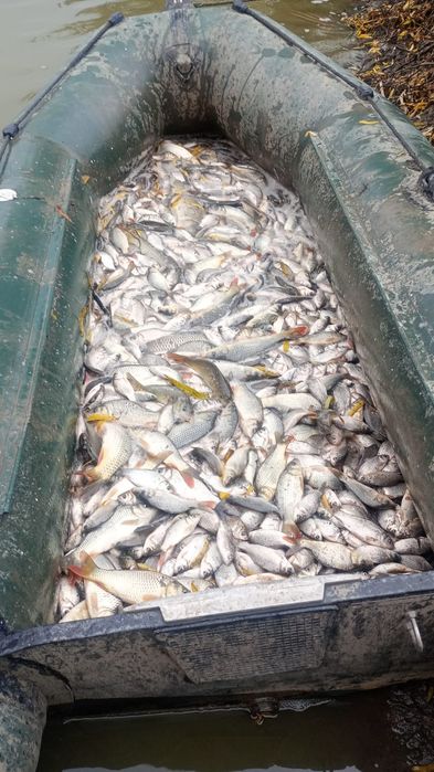 Puiet caras și crap pentru populare și răpitori