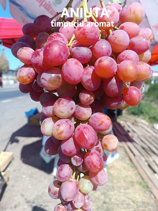 Butași vita de vie altoită
