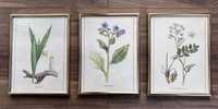 Set 3 tablouri botanice