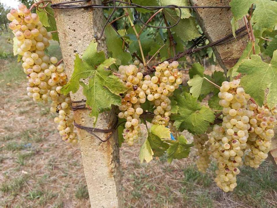 Strugur  pentru vin