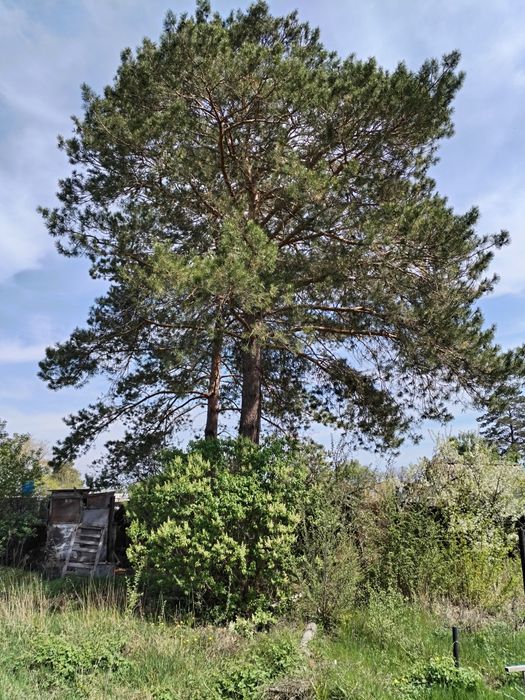 Продам дачный участок