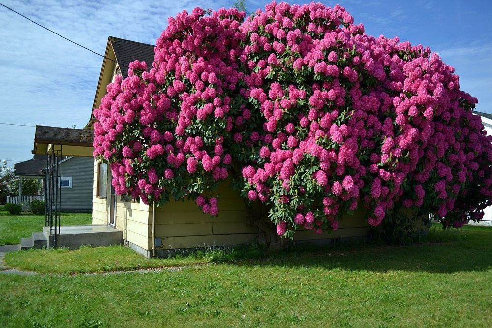 Vand rhododendron , azalee, bujori de munte