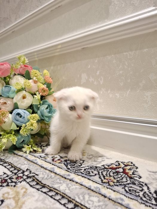 Mushukchalar sotiladi 1.5 oylik zoti tozza