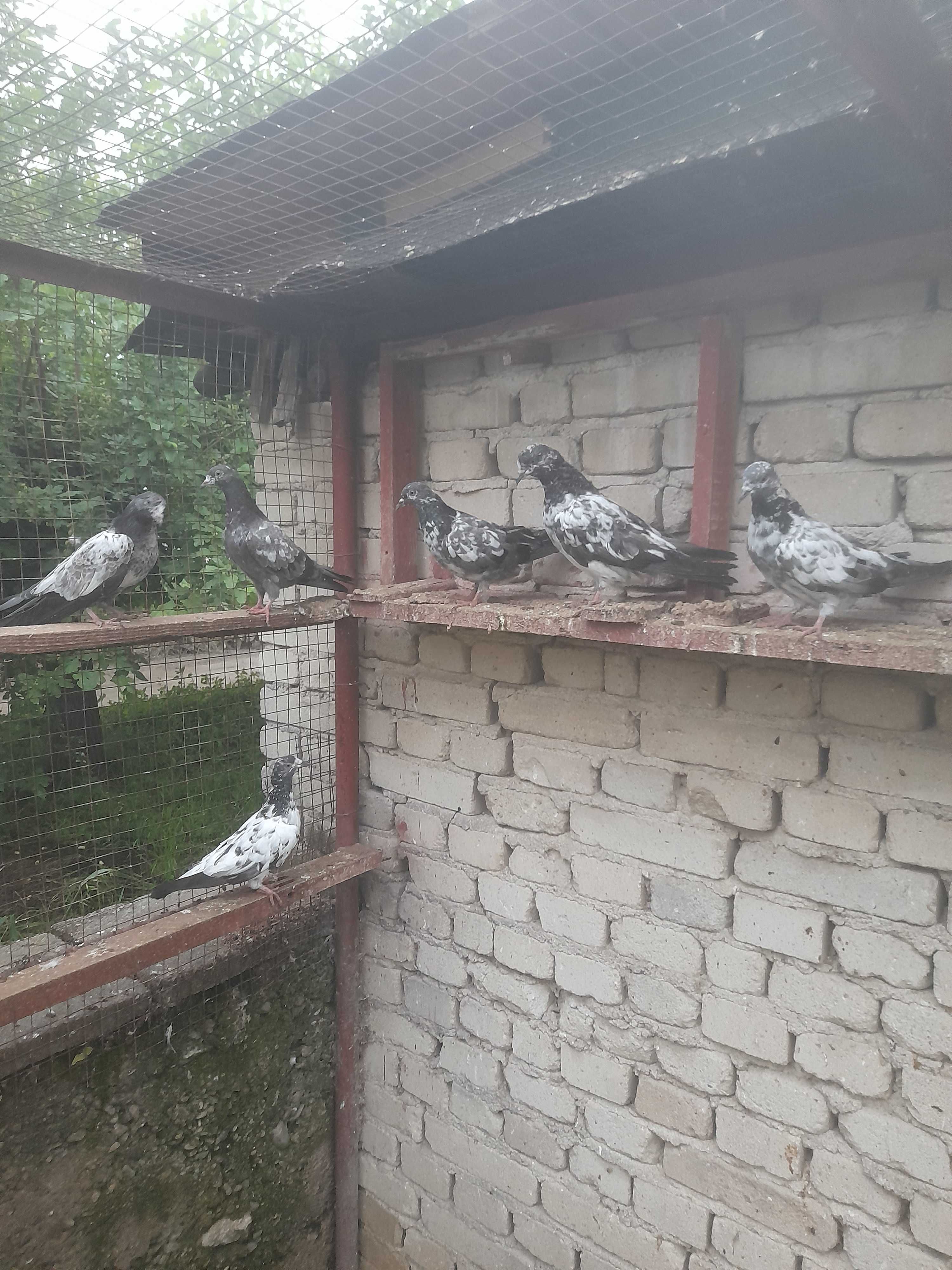 Продавам пакистански гълъби