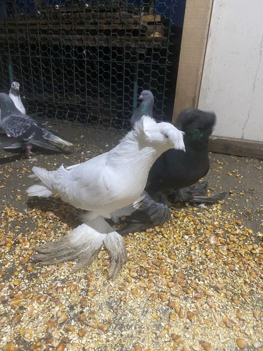 Vand diferite rase de porumbei