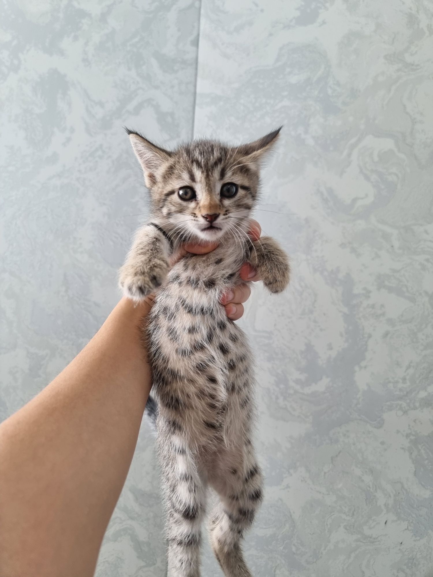 Котятя ищут дом и любящую семью!