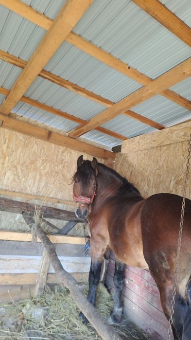 Vând armăsar de ham sau  la abator 6..500 lei