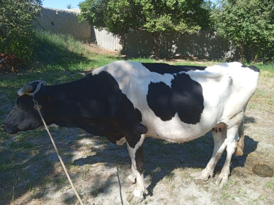 Manzil Buxoro viloyati Jondor tumani (Gagarin)