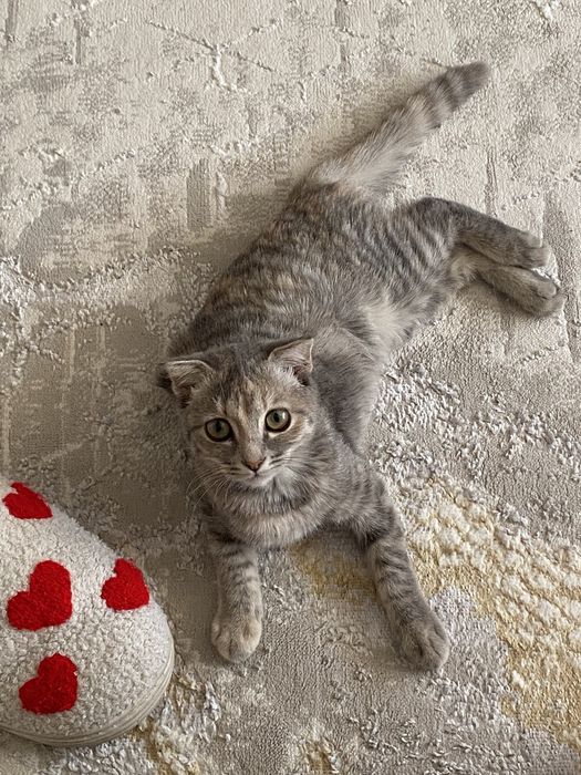 Кошка , шотландская веслоухая