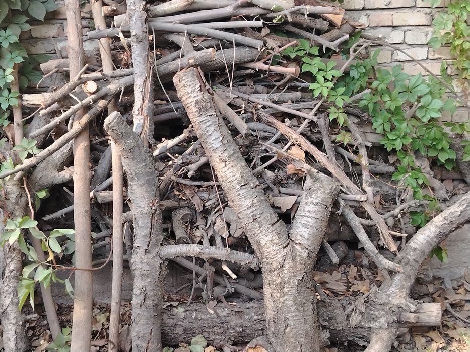 дрова из фруктовых деревьев-черешня,вишня,слива,орех  в объеме 2 куба