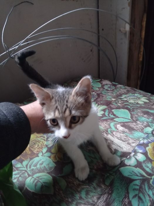 Отдам котенка,Мальчик в добрые руки бесплатно