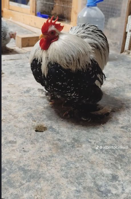 Vand sau schimb 2 cocosei cochinchina pitic