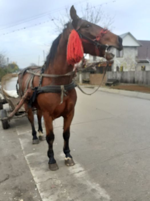 Cal de vanzare. județul Olt. com Strejesti