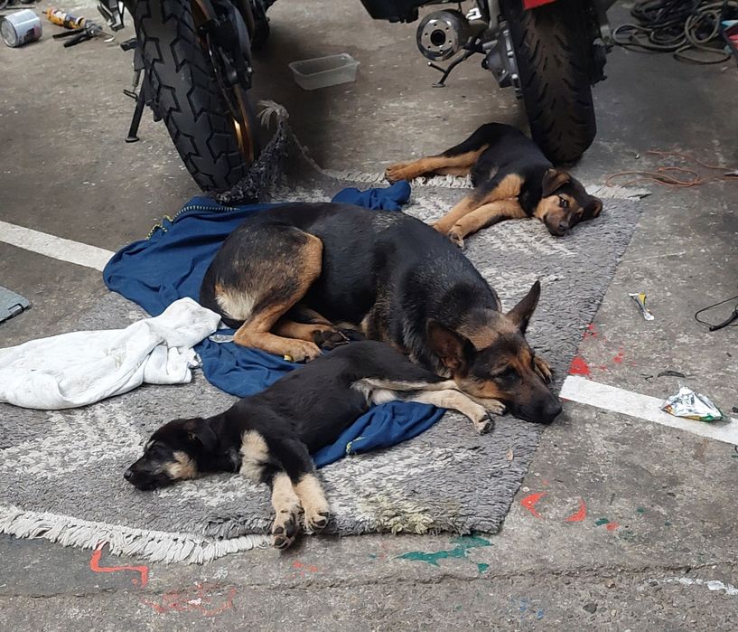 Cautam familii iubitoare