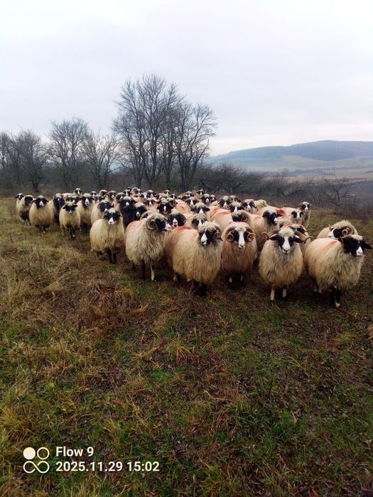 Vand oi breze frumoase