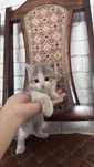 Котята в хорошие руки