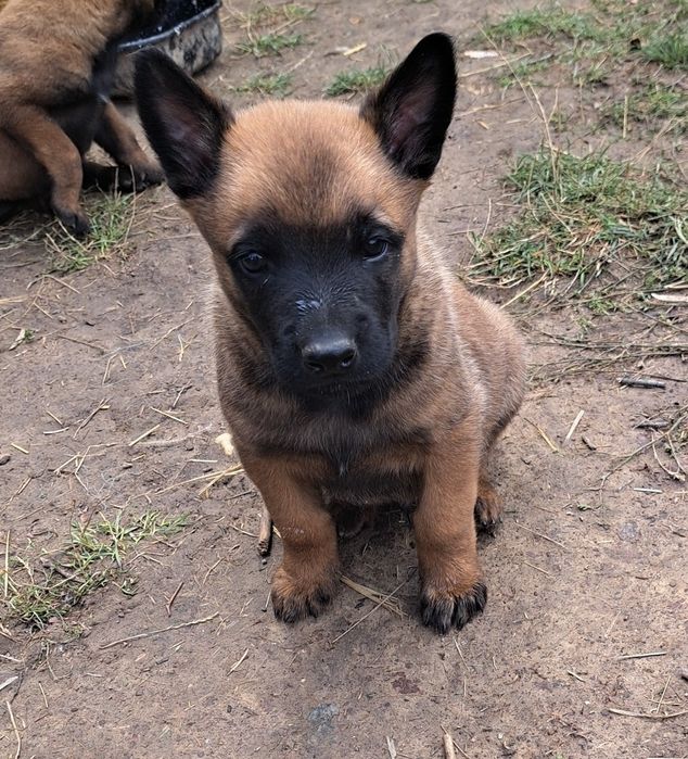 Donez catei ciobănesc belgian malinois