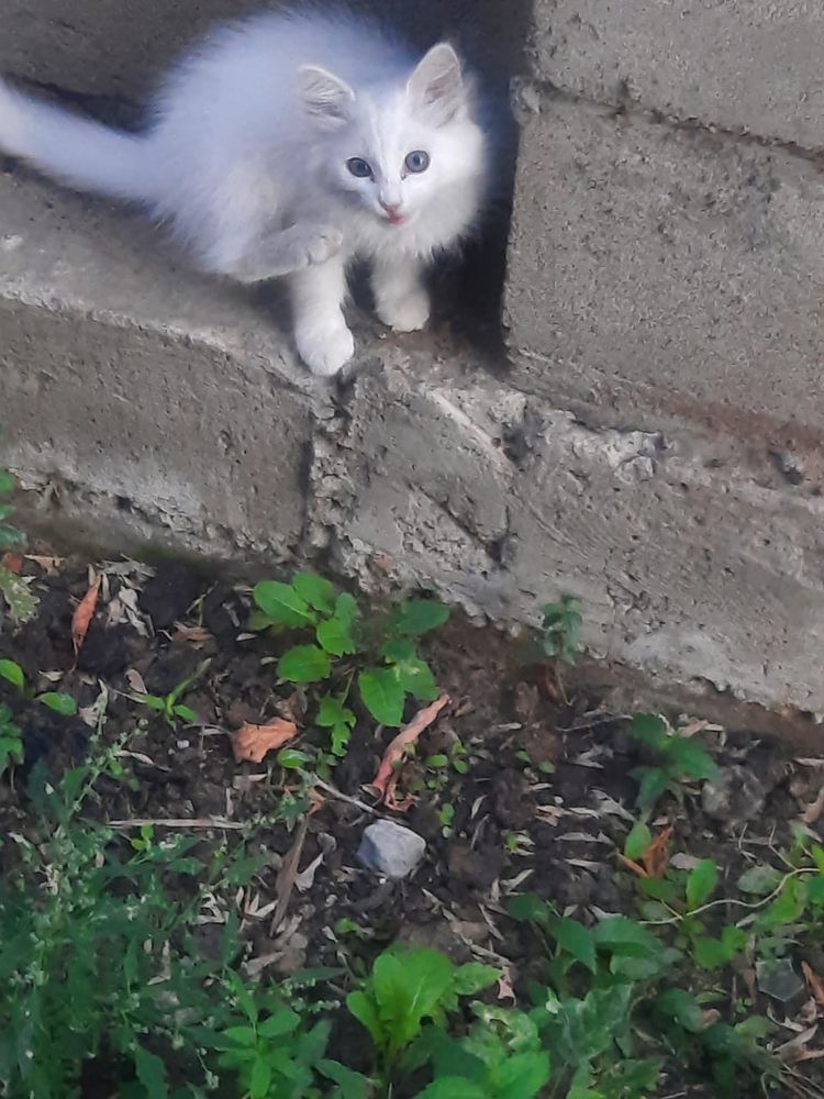 Котенок белый девочка 2 месяца
