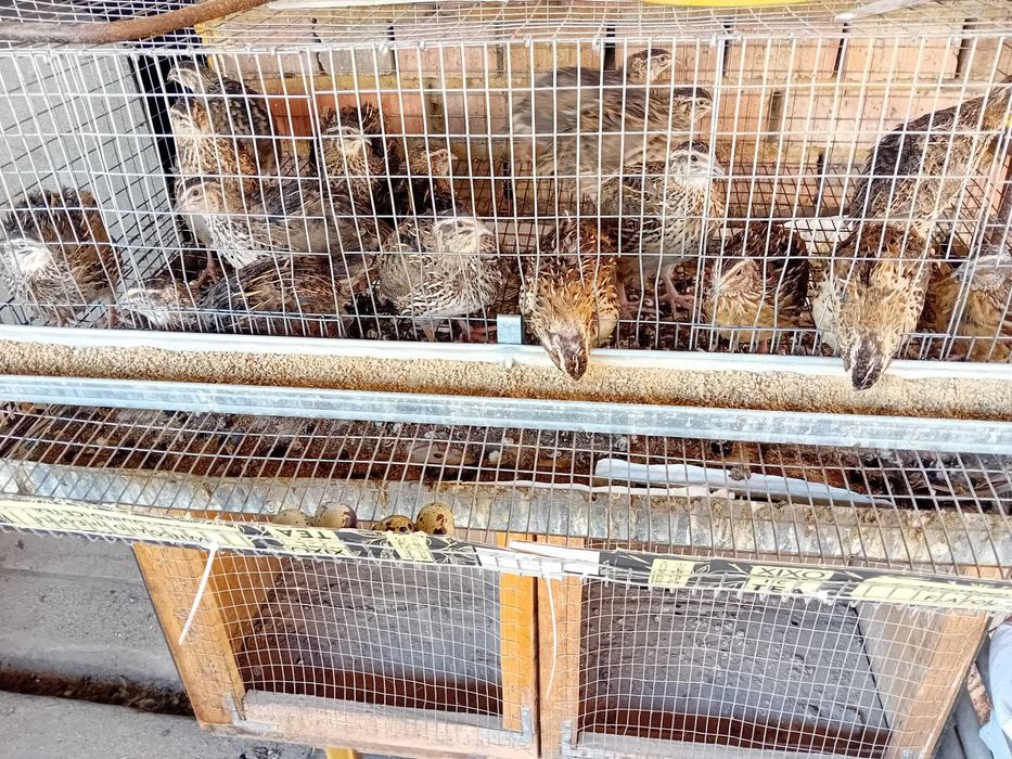 Пъдпъдъци на 4 месеца