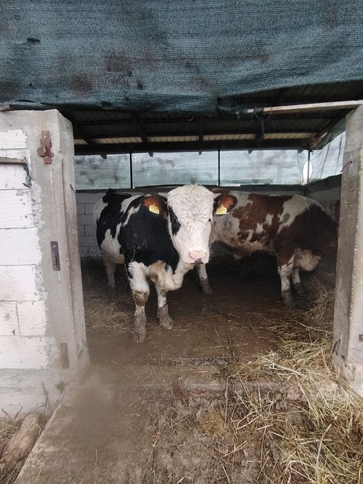 Vand tauri peste 400 kg