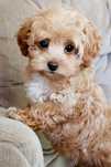 Bichon havanez auriu 2 luni