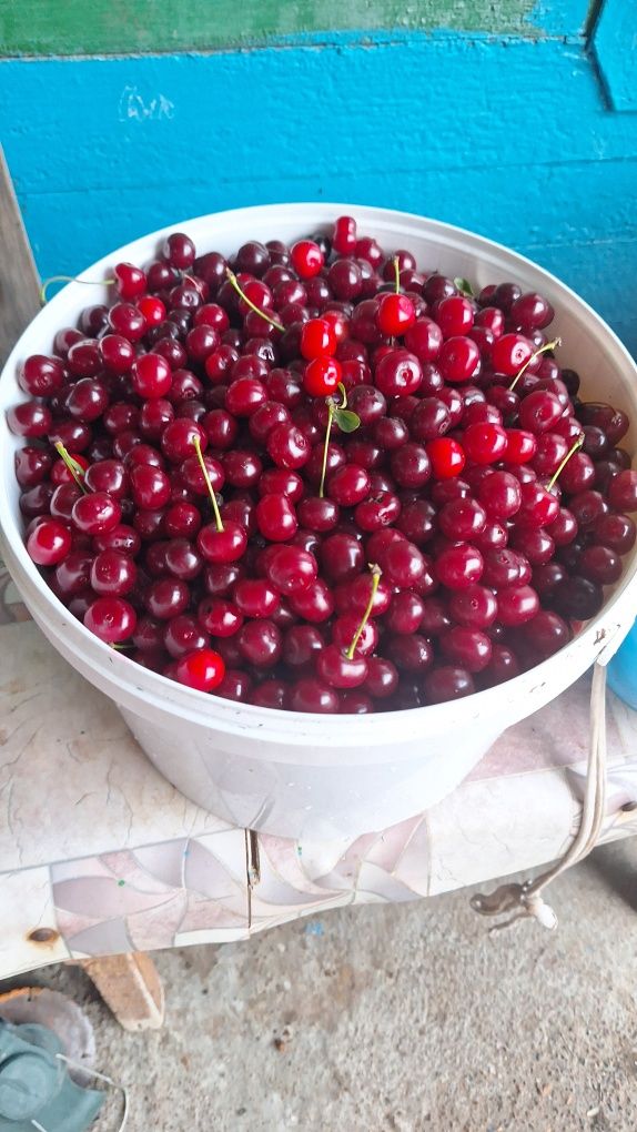 Вишня Черешня 10л