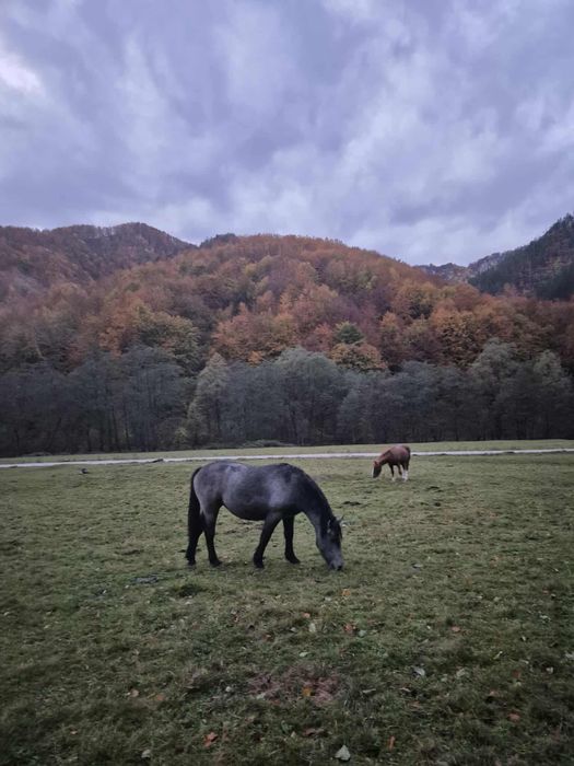 Vând mânză tânără