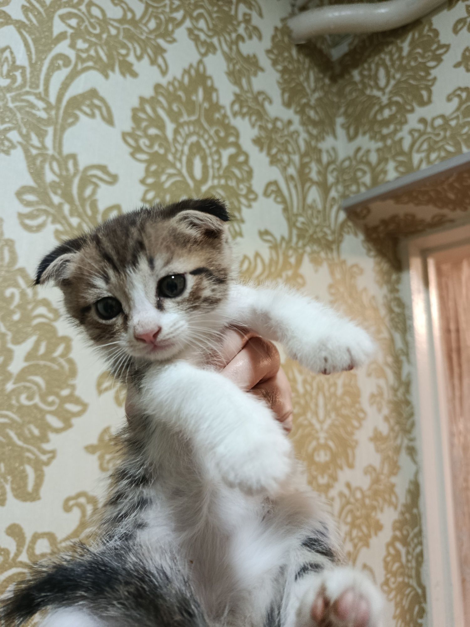 Котята фоод и страйт