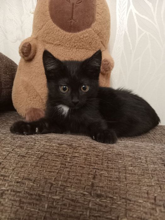 Красивая кошечка