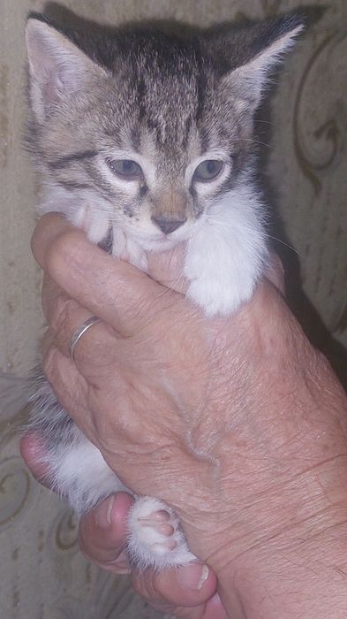 Бесплатно котята