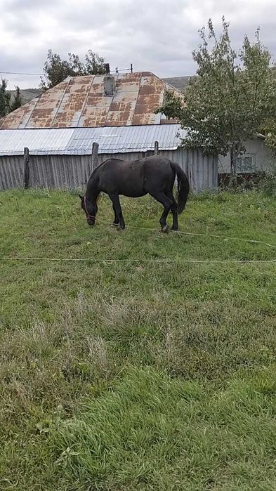 Cal de vânzare negru