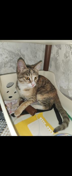 Мушук бепул берилади