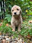 Caniche poodel royal