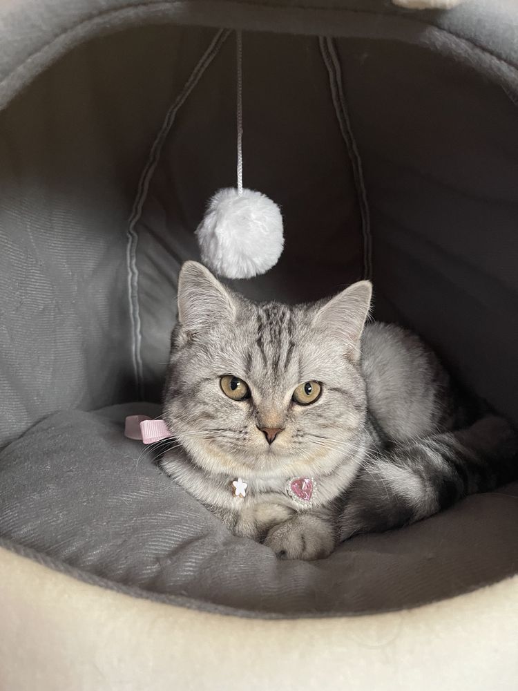 British Shorthair alb tigrat din părinți cu pedigree