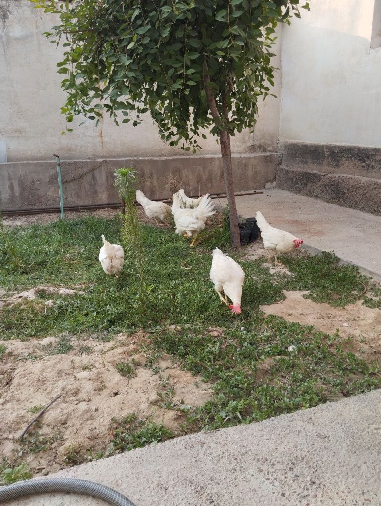 Продаётся петух и куры