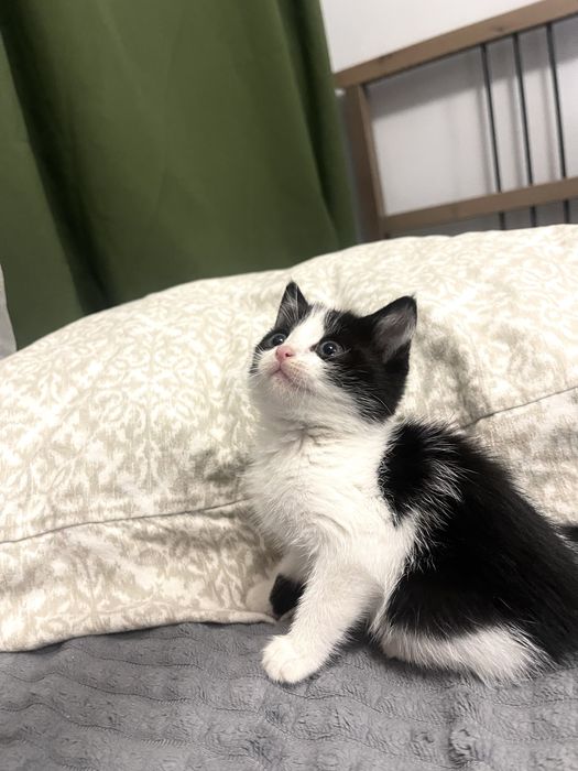 Котенок ищет дом