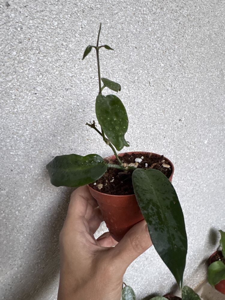 Hoya cv.Kaimuki pink